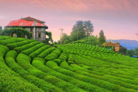 Karadeniz’in İncisi: Ayder Yaylası’nda Unutulmaz Bir Yolculuk